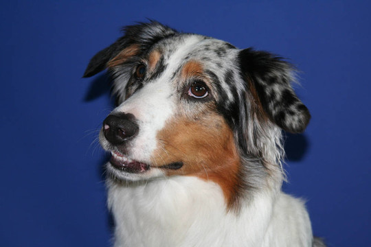澳大利亞牧羊犬的畫像