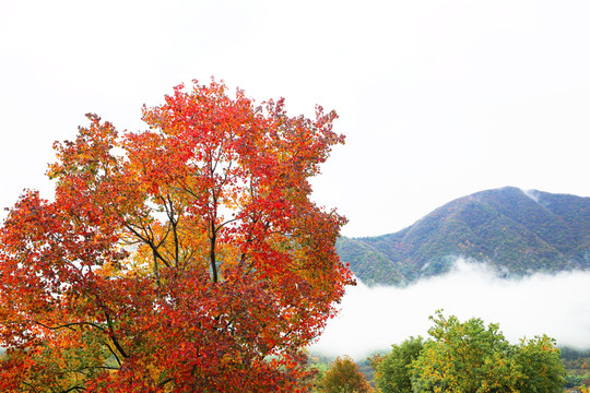 塔川紅葉秋色