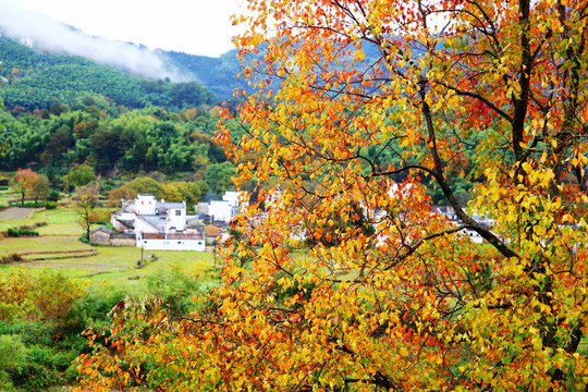 塔川紅葉秋色