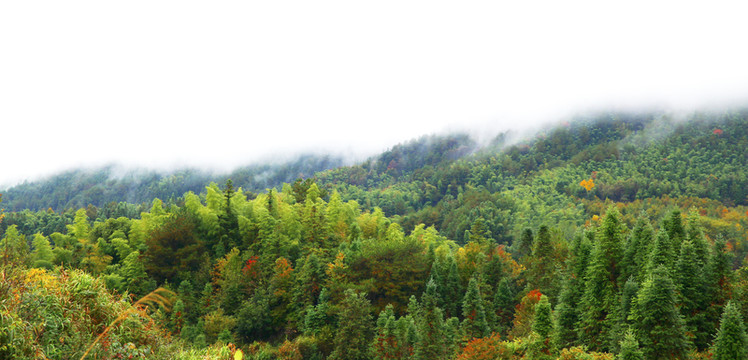 山區(qū)森林植被