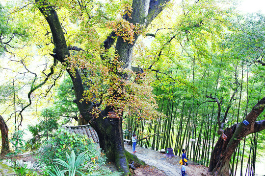 塔川古樹竹林綠色環(huán)境