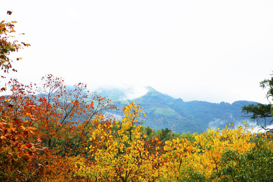 塔川紅葉秋色
