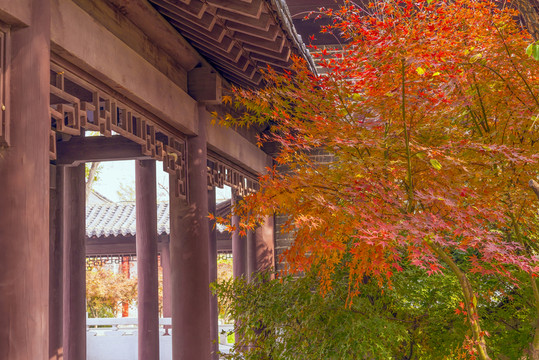 紅楓