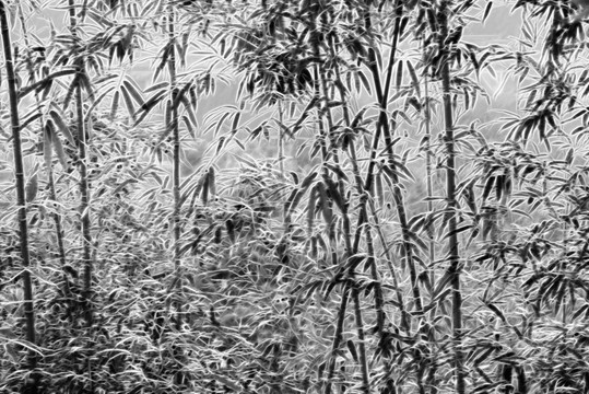 墨竹抽象
