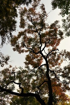 樹木