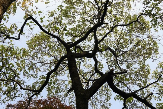樹木