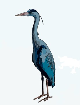非洲鳥(niǎo)類