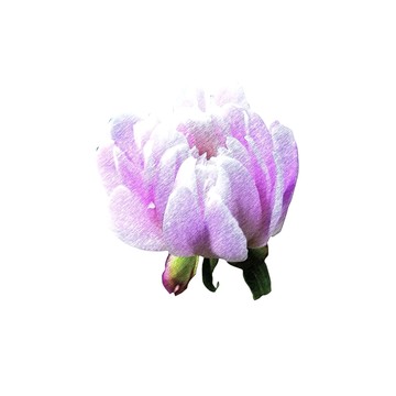 嬌艷的花彩墨
