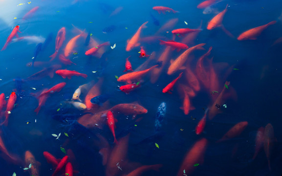 池塘一群金魚