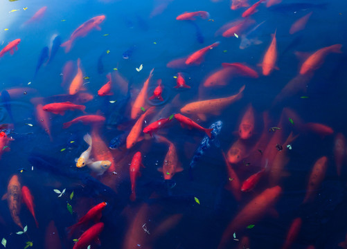 池塘一群金魚 金魚 錦鯉 魚類