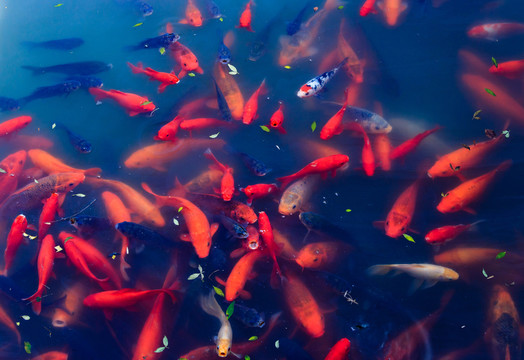 池塘一群金魚 金魚 錦鯉 魚類