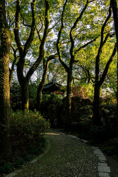假山?jīng)鐾?樹木光影 陽光園林