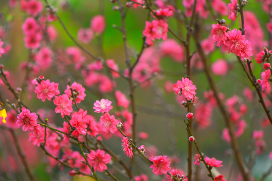 桃花樹(shù)