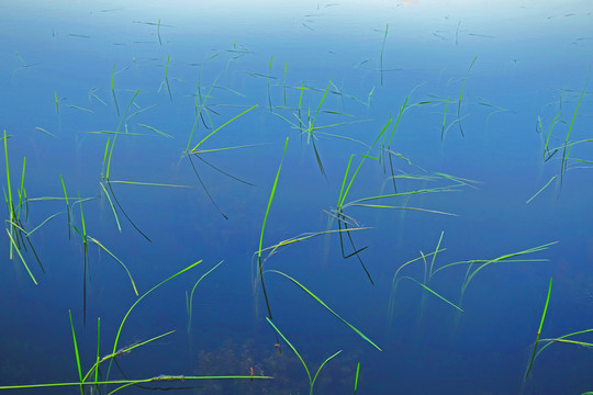 濕地湖泊水草