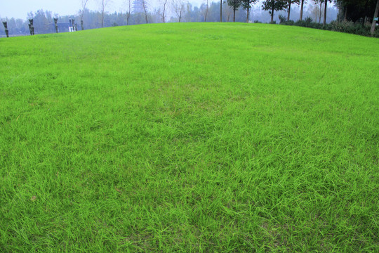 綠色大草坪