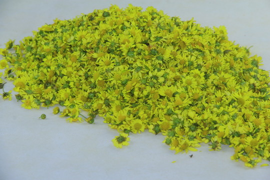 野菊花