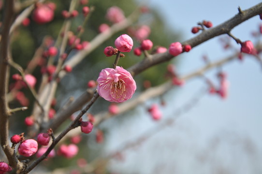梅花