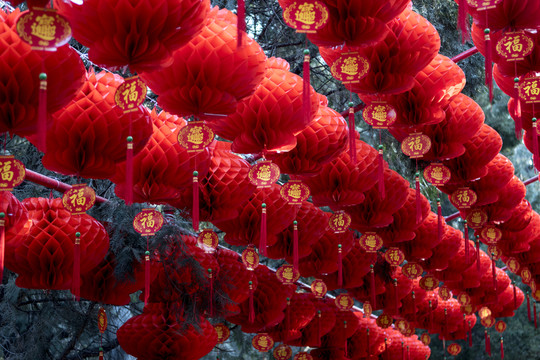 迎春 紅燈籠