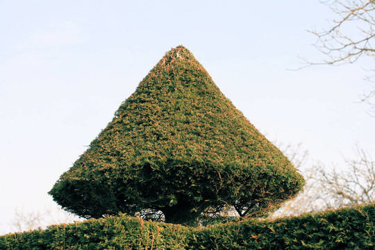 錐修剪