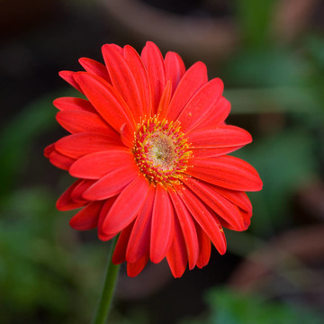 紅色的花