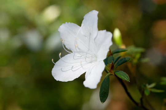 白杜鵑花