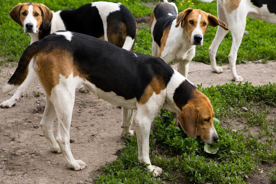 獵犬狗架