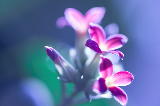 長(zhǎng)壽花