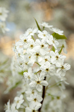 梨樹花
