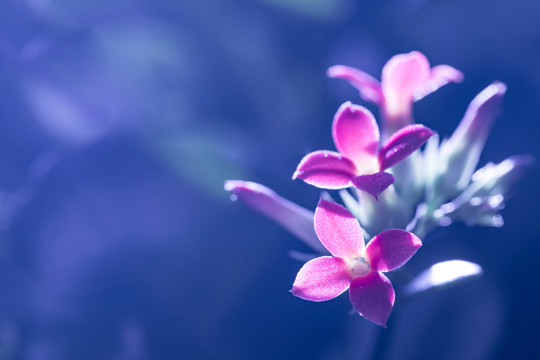 長壽花