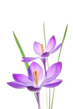 紫春番紅花