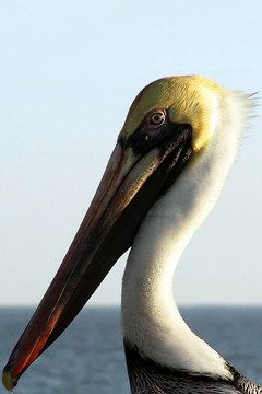 Pelican特寫