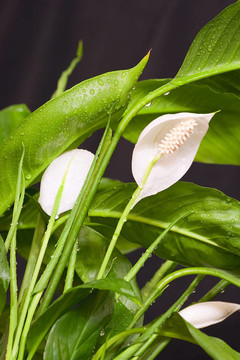 白鶴芋