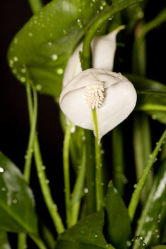 白鶴芋