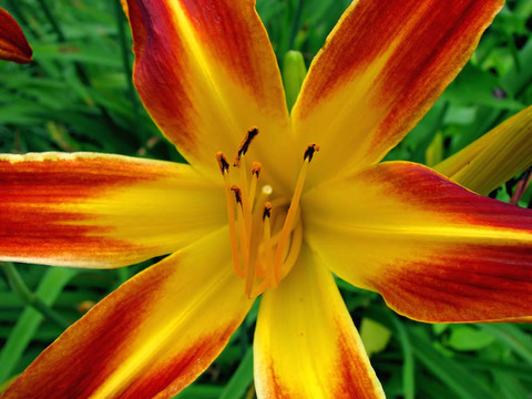 黃花菜
