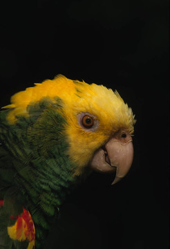Parrot的肖像