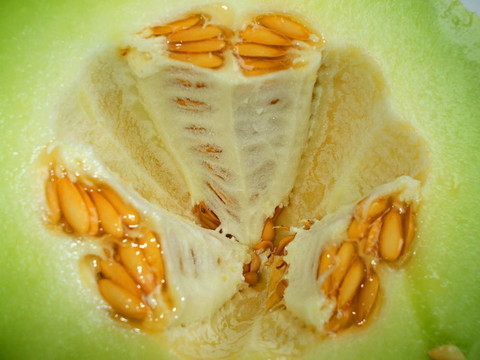 蜜瓜