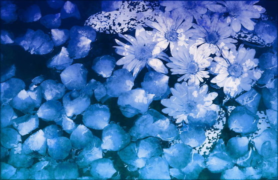 花卉畫的背景聲