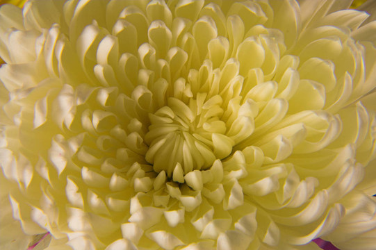Flowers 003
