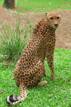 獵豹