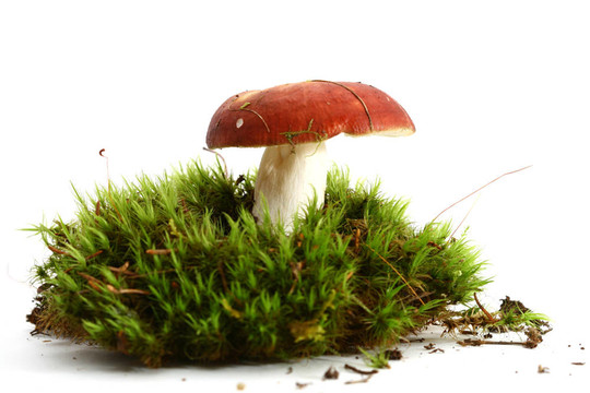 孤立的蘑菇