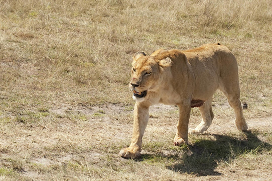 母獅