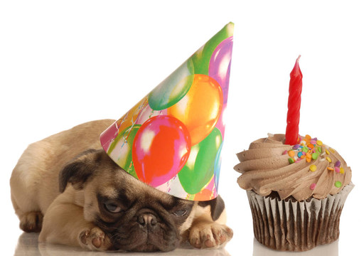 生日的狗