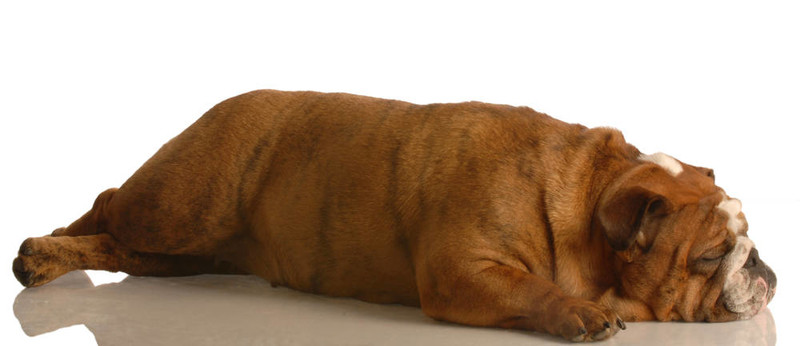 沮喪的斗牛犬