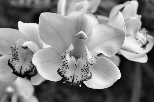 白色和紫色蘭花