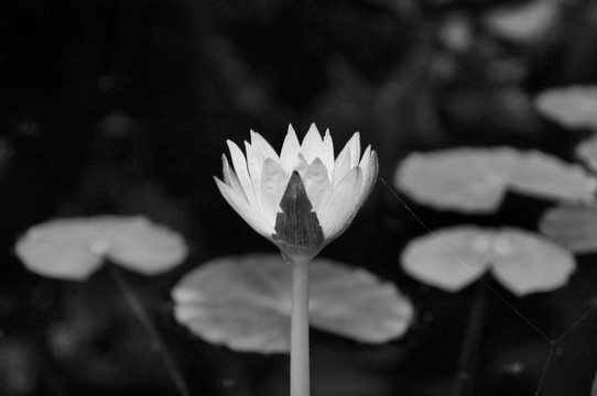 莉莉在池塘里