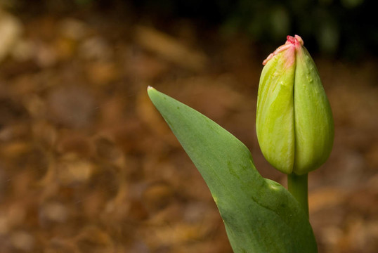 郁金香發(fā)芽