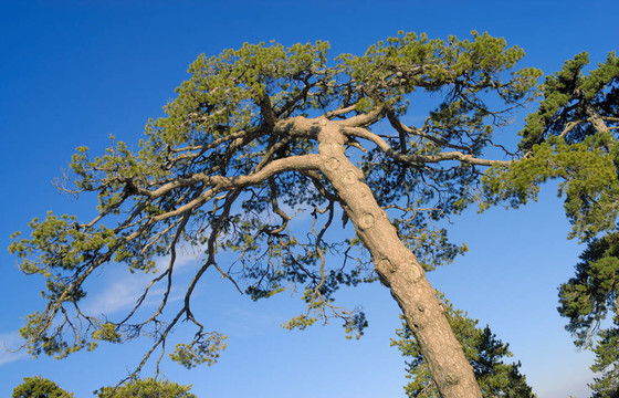 在藍色的天空Tree crone