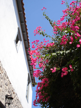Bougainvillea和白宮的墻