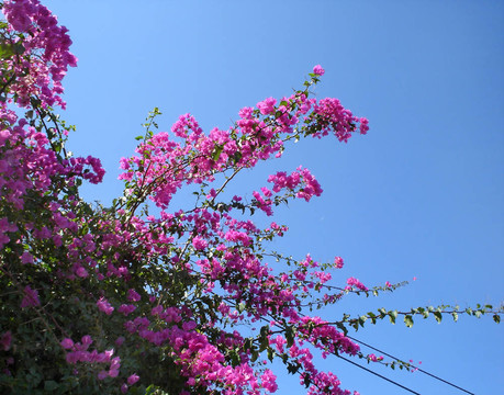 在藍(lán)色的天空背景Bougainvillea