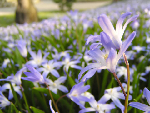 春天的藍(lán)色的花